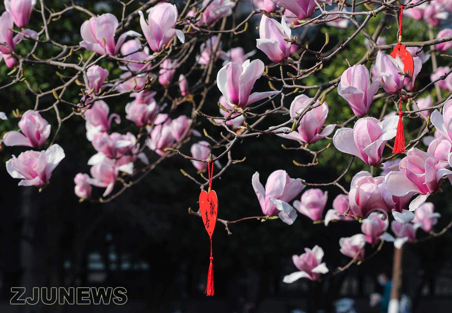 玉兰花开